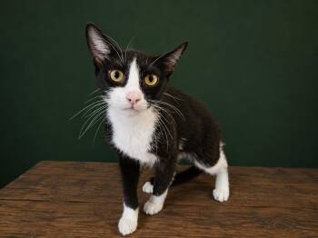 Velvet -  Domestic Short Hair Cat for Adoption in Orangeburg, South Carolina - Velvet | PetCurious