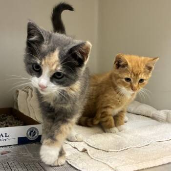 71625 -  Domestic Short Hair Cat for Adoption in Harrisonburg, Virginia - 71625 | PetCurious