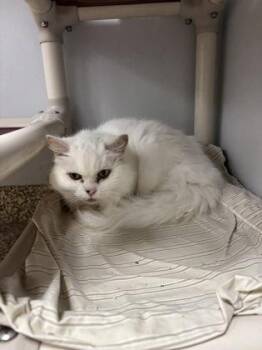 Snowy - office cat -  Persian and Domestic Short Hair Cat for Adoption in East Brookfield, Massachusetts - Snowy - Office Cat | PetCurious