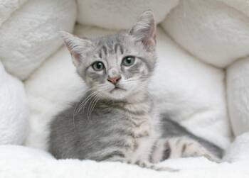 Professor X -  Domestic Short Hair Cat for Adoption in Sedalia, Colorado - Professor X | PetCurious