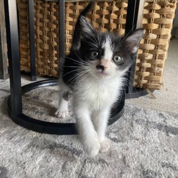 Rescue Domestic Short Hair Cats for Adoption in Westminster, California - Anubis | PetCurious