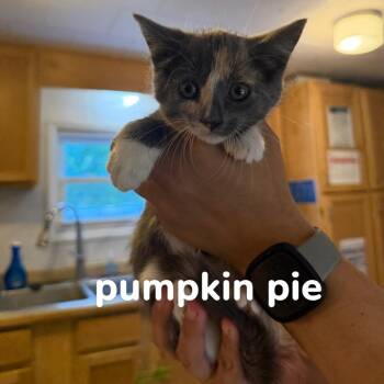 Pumpkin Pie -  Domestic Short Hair Cat for Adoption in Hanna City, Illinois - Pumpkin Pie | PetCurious