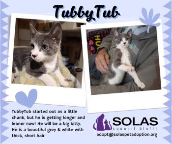 Rescue Domestic Short Hair Cats for Adoption in Council Bluffs, Iowa - TubbyTub  --  (dd) | PetCurious
