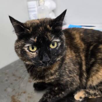 Porsche -  Domestic Short Hair Cat for Adoption in Mooresville, North Carolina - Porsche | PetCurious