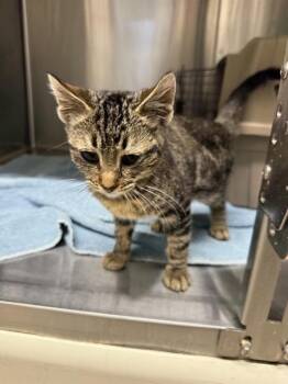 A199507 -  Domestic Short Hair Cat for Adoption in Fremont, California - A199507 | PetCurious