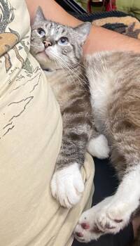 5149196 Flap Jack -  Siamese Cat for Adoption in Lee