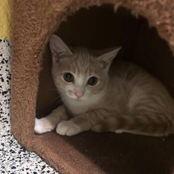 Mort -  Domestic Short Hair Cat for Adoption in Fresno, California - Mort | PetCurious