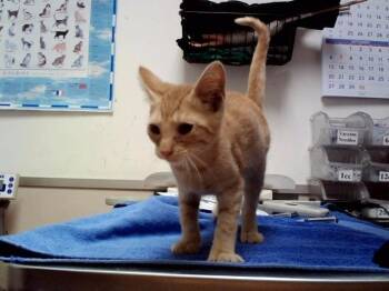 WHEEZY -  Domestic Short Hair Cat for Adoption in Martinez, California - WHEEZY | PetCurious