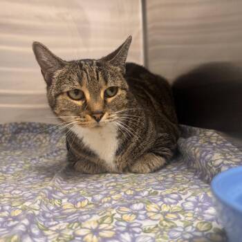 KeeKee -  Domestic Short Hair Cat for Adoption in Clearwater, Florida - KeeKee | PetCurious