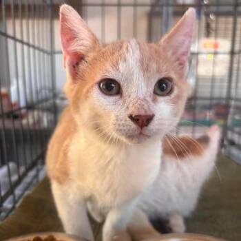 Birkenstock -  Domestic Short Hair Cat for Adoption in Nampa, Idaho - Birkenstock | PetCurious