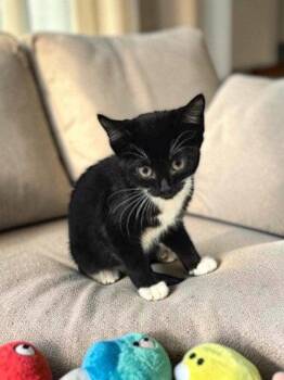 Alice -  Domestic Short Hair Cat for Adoption in Sullivan, Indiana - Alice | PetCurious