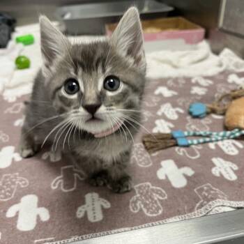 Almond -  Domestic Short Hair Cat for Adoption in Long Beach, California - Almond | PetCurious