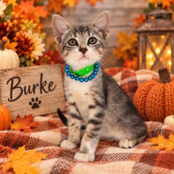Burke -  Tabby Cat for Adoption in Tavares, Florida - Burke | PetCurious