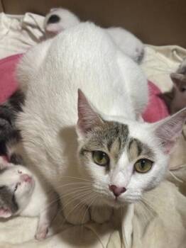 Minerva McGonagall -  Domestic Short Hair Cat for Adoption in Cincinnati, Ohio - Minerva McGonagall | PetCurious