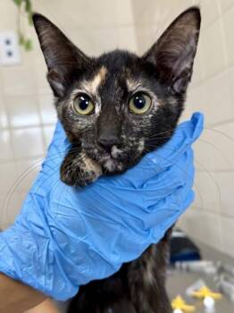 Rosemary -  Domestic Short Hair Cat for Adoption in San Antonio, Texas - Rosemary | PetCurious