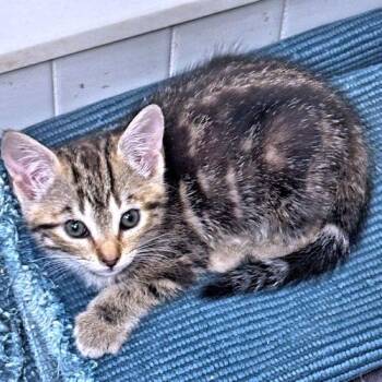 Turtle -  Tabby Cat for Adoption in Rutherfordton, North Carolina - Turtle | PetCurious