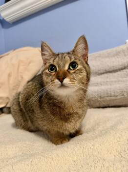 Cici & Kiki -  Domestic Short Hair Cat for Adoption in Andover, Connecticut - Cici & Kiki | PetCurious