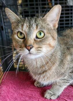 Olivia -  Torbie Cat for Adoption in Hamilton, Ontario - Olivia | PetCurious