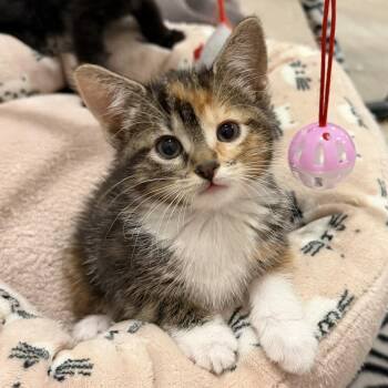 Wish Silverman -  Domestic Short Hair Cat for Adoption in Eagle Mountain, Utah - Wish Silverman | PetCurious