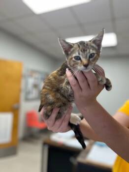 Rescue Domestic Short Hair Cats for Adoption in Sorrento, Louisiana - Minnie Mouse | PetCurious