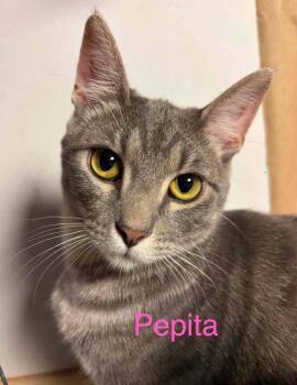 Pepita Hale -  Domestic Short Hair Cat for Adoption in West Peoria, Illinois - Pepita Hale | PetCurious