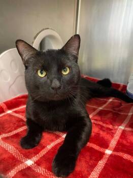 Domestic Short Hair Cats Available for Adoption in Grants Pass, Oregon - Nightshade | PetCurious