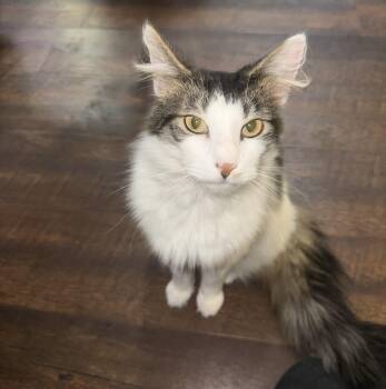 Simeon -  Domestic Long Hair Cat for Adoption in Greenwood, Indiana - Simeon | PetCurious