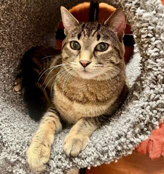 Tabby and Domestic Short Hair Cats Available for Adoption in Vaughan, Ontario - Mocha (bonded With Ozzy) | PetCurious