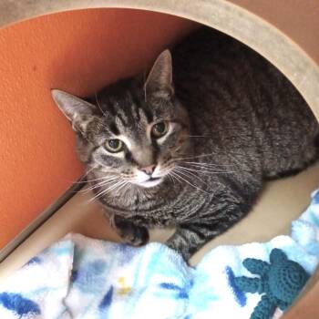 Spangle -  Domestic Short Hair Cat Available for Adoption in Elyria, Ohio - Spangle | PetCurious