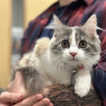 WV1994 Violet -  Domestic Medium Hair Cat for Adoption in Port Washington, New York - WV1994 Violet | PetCurious