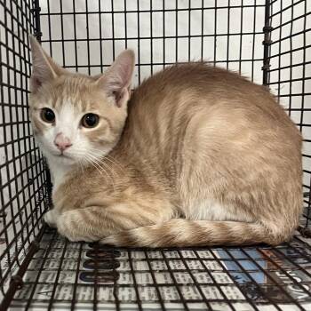 Finn the Human -  Domestic Short Hair Cat for Adoption in Edinburg, Texas - Finn The Human | PetCurious