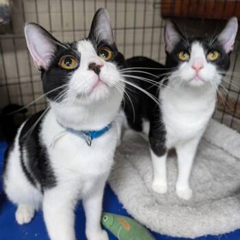 Raven - Bonded Pair -  Tuxedo Cat for Adoption in Wilmington, Ohio - Raven - Bonded Pair | PetCurious