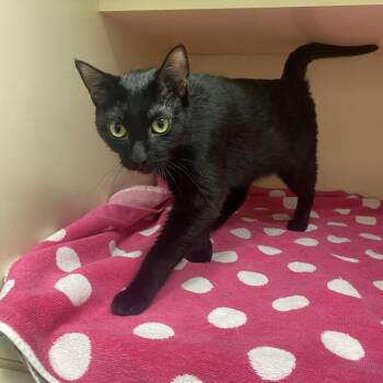 Marionette -  Domestic Short Hair Cat for Adoption in Dayton, Ohio - Marionette | PetCurious