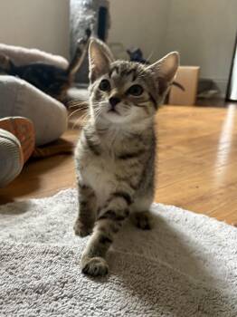 Squirrel -  Domestic Short Hair Cat for Adoption in Andover, Connecticut - Squirrel | PetCurious