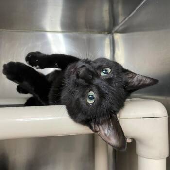 Domestic Short Hair Cats Available for Adoption in Roanoke, Virginia - Sneezy | PetCurious