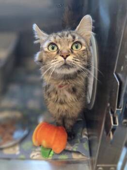 Copy Cat -  Domestic Medium Hair and Domestic Short Hair Cat for Adoption in Westland, Michigan - Copy Cat | PetCurious