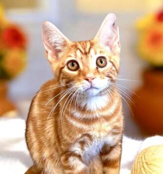 PomPom - KITTEN -  Tabby Cat for Adoption in Perry, Iowa - PomPom - KITTEN | PetCurious