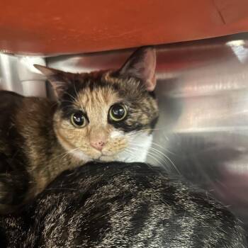 Purrcilla -  Domestic Short Hair Cat for Adoption in Salt Lake City, Utah - Purrcilla | PetCurious