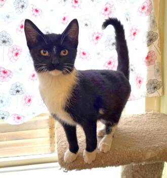 Rescue Domestic Short Hair Cats for Adoption in Guelph, Ontario - Miley | PetCurious