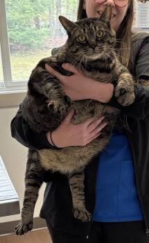 Domestic Short Hair Cats Available for Adoption in Mansfield, Connecticut - Stellar | PetCurious