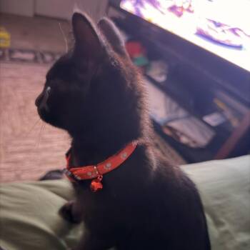 Persephone -  Domestic Short Hair Cat for Adoption in Veneta, Oregon - Persephone | PetCurious