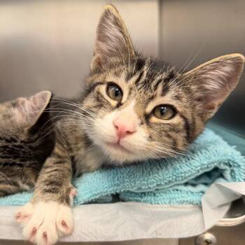 David -  Domestic Short Hair Cat for Adoption in Sarasota, Florida - David | PetCurious
