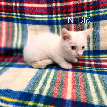 N-Dia -  Siamese Cat for Adoption in Parkersburg, West Virginia - N-Dia | PetCurious