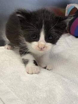 Rescue Domestic Short Hair Cats for Adoption in Fernandina Beach, Florida - NIGHTWING | PetCurious
