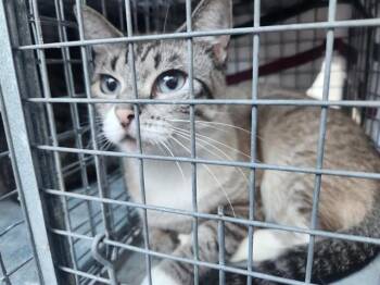 Siamese Cats Available for Adoption in Fort Lauderdale, Florida - SOFIA | PetCurious