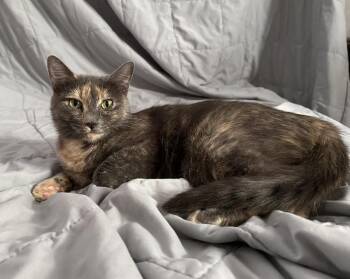 Domestic Short Hair Cats Available for Adoption - Rue | PetCurious