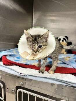 Blinky -  Domestic Short Hair Cat for Adoption in Marietta, Georgia - Blinky | PetCurious