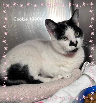 COOKIE -  Domestic Short Hair Cat for Adoption in Marietta, Georgia - COOKIE | PetCurious