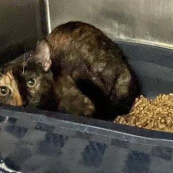 Domestic Short Hair Cats Available for Adoption in Port Charlotte, Florida - To-face | PetCurious