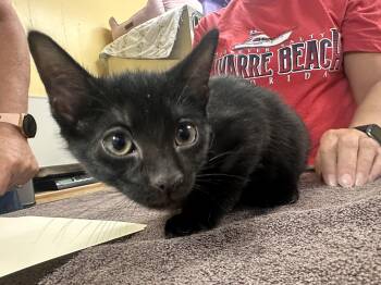 Chile -  Domestic Short Hair Cat for Adoption in Chattanooga, Tennessee - Chile | PetCurious